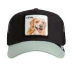 The Loyal Dog